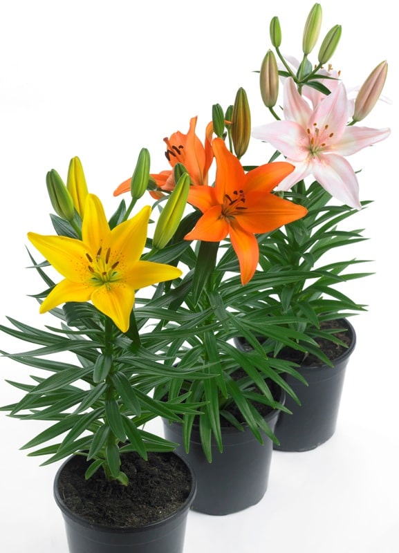 lemonbe-Decora tu jardin con flores que resisten el calor y la lluvia-04