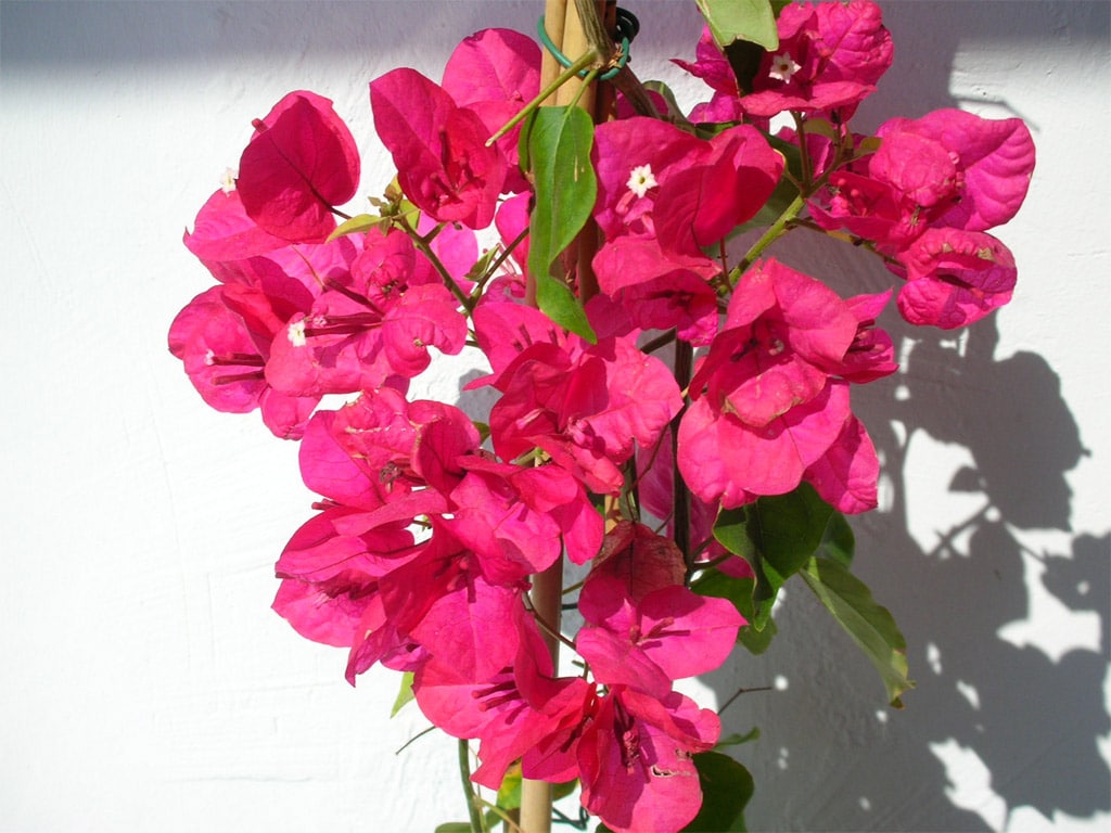 lemonbe-Decora tu jardin con flores que resisten el calor y la lluvia-06